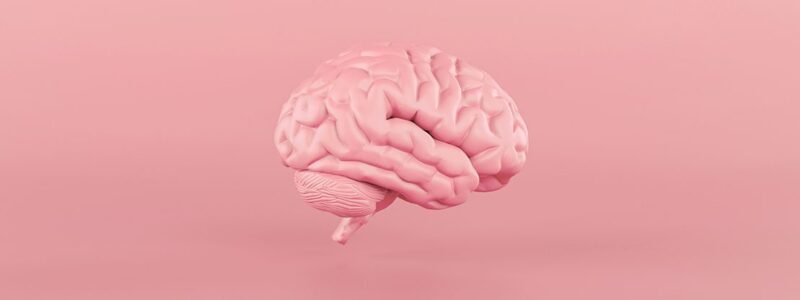 Seven facts about the human brain - Lena Brundin Laboratory – Van Andel ...